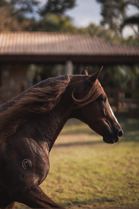 Haras do Passo - Condomínio