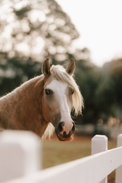 Haras do Passo - Condomínio